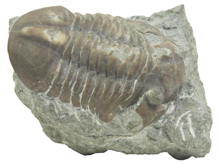 EXOSKELETON ENIGMA: Researchers have found that the extinction of the trilobite resulted from its inability to free itself from its own defense, its shell. (Photos.com)