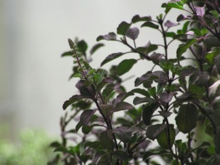 Ocimum tenuiflorum, also known as Tulsi or holy basil.  (Wikipedia.org)