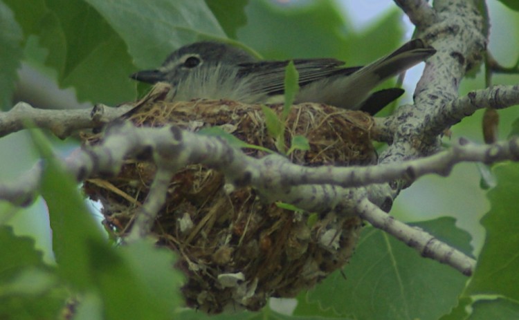 Male plumbeous vireo, Vireo plumbeus, on nest near Rio Grande just above Pilar, New Mexico. (Jerry Friedman/Wikimedia)
