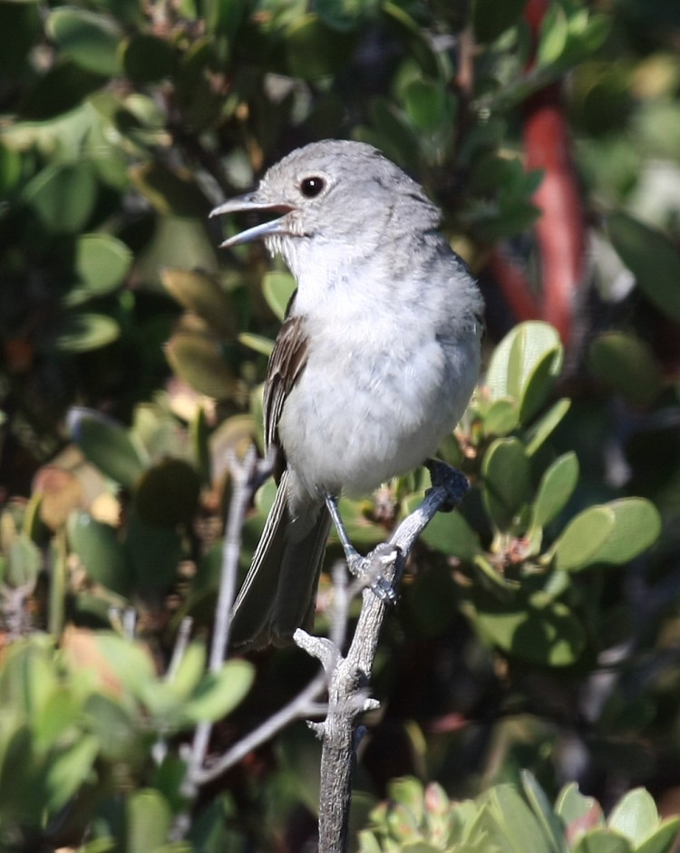 The grey vireos, Vireo vicinior, raised the pitch of the highest part of their songs, and songs became longer at the noisy sites. (Seabamirum/Wikimedia)