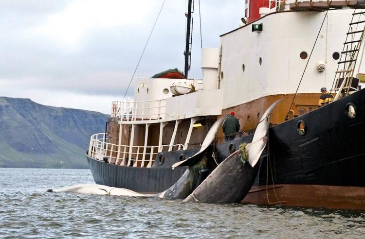 WHALE HUNT: The tails of two 35-ton fin whales are bound to a Hvalur boat on June 19, 2009, after being caught off the western coast of Iceland.  (Halldor Kolbeins/Getty Images )