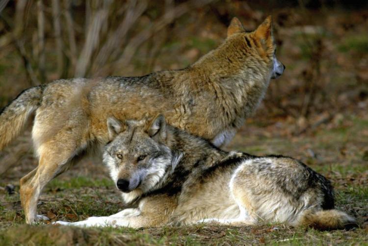 Twenty-seven wolves have been approved to be killed in Sweden in the first licensed wolf hunting in 45 years, sparking criticism across the county.  (Johannes Simon/AFP/Getty Images)