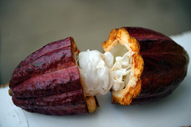 COCOA: Anti-aging antioxidants and flavonoids are naturally occurring pigments in cocoa beans that act to protect the body from oxidizing agents. (Yuri Cortez/AFP/Getty Images)