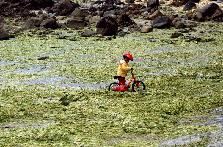 A child walks on the algae-covered Cap Coz Beach in Fouesnant.