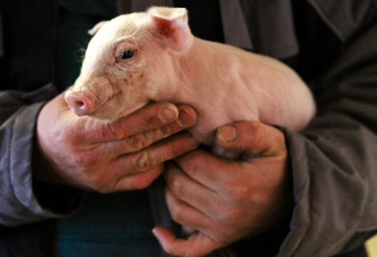 Farmer Ebsen holds a young pig at the Ebsen organic farm on Jan. 13 in Langenhorn, Germany. Organic foods retailers are reporting a surge in demand following the recent scandal involving animal feed containing dioxin-laced industrial fats. Organic farms h (Joern Pollex/Getty Images )