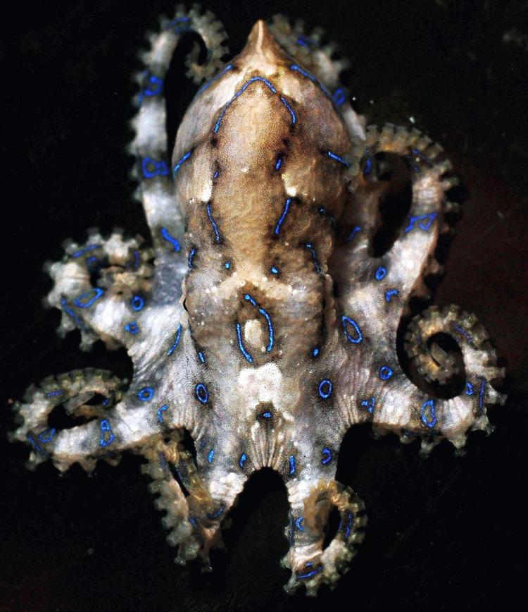 The blue-ringed octopus has a powerful venom that is a neuromuscular paralyzing toxin. Its bite can cause paralysis and then death if no medical treatment is sought. (Ian Waldie/Getty Images)