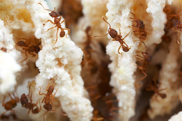 RUINING THE INSECTS' PLAN: Insects such as ants will no longer be able to climb up to the dinning table once the table legs are coated with a new insect repellent.  (Stephanie Lam/The Epoch Times)