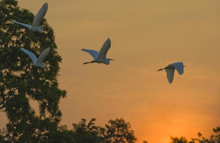 Birds fly over the Amazon rain forest near the Solimoes River on Nov. 25, 2009, near Manaquiri, Brazil.  (Antonio Scorza/AFP/Getty Images)