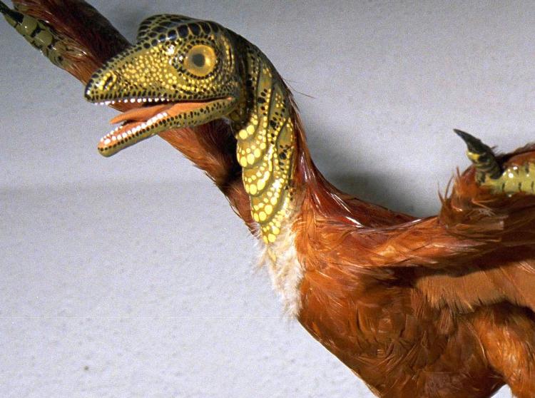 This model of the bird Archaeopteryx has scales on the head, although scientists never found scales in the fossil.  (Courtesy of Carl Werner)