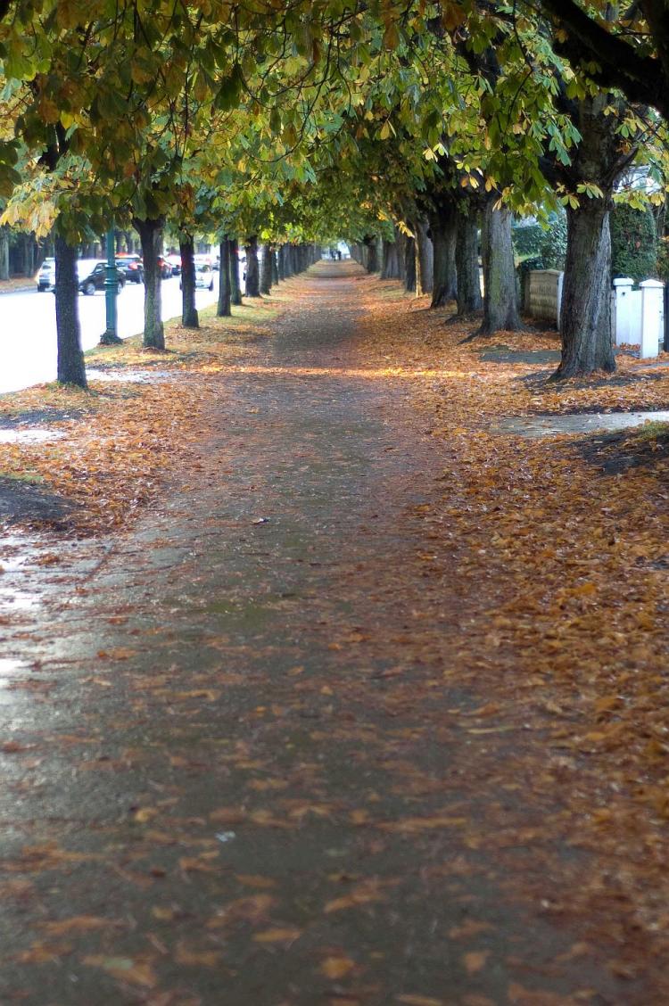 Autumn Scene on Griffith Avenue, Dublin, Ireland. (Martin Murphy/The Epoch Times)