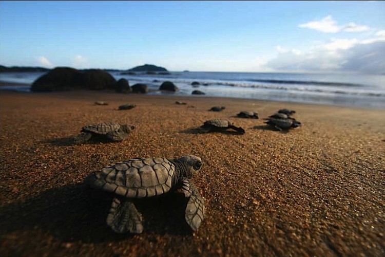 Olive ridley turtle hatchlings in French Guiana. (Sebastien Barrioz/Kwata) 