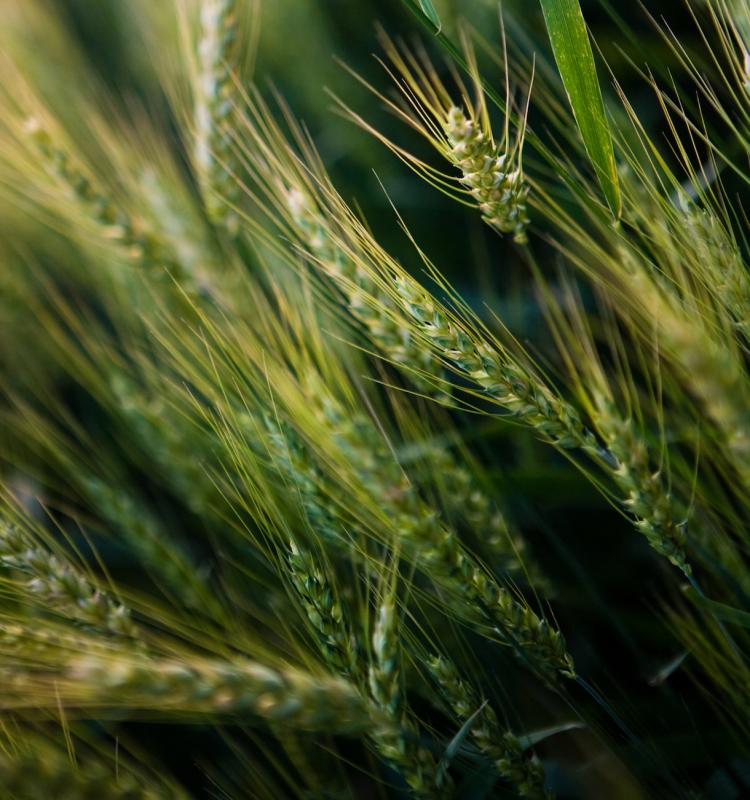 The many uses of barley. (Photos.com)