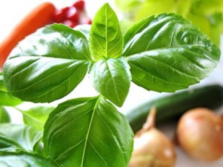 Repotting a newly purchased basil plant increases the joy of harvest and eating. (Sonja Winzer/www.pixelio.de)