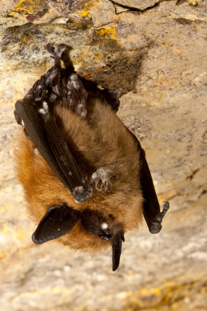 An eastern small-footed bat with white-nose syndrome. (Ryan von Linden/NYDEC)