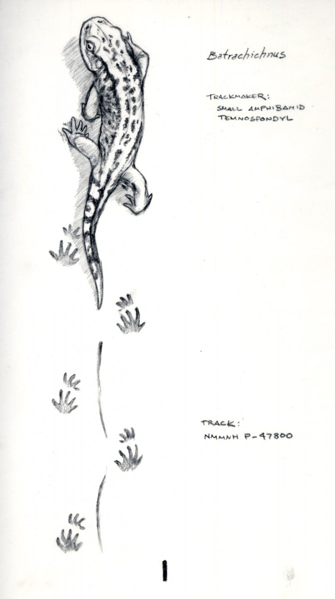 Interpretation of a small amphibian making Batrachichnus tracks. (Drawing by Matt Celeskey, courtesy of New Mexico Museum of Natural History and Science)