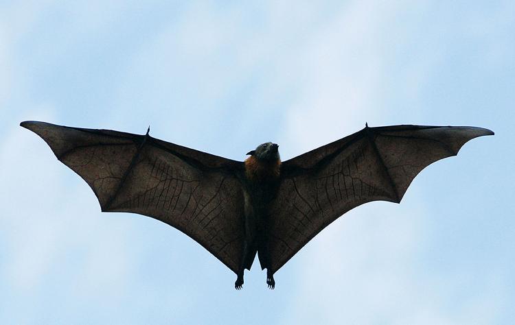 White nose disease is spreading throughout the U.S. bat population. (Ian Waldie/Getty Images)