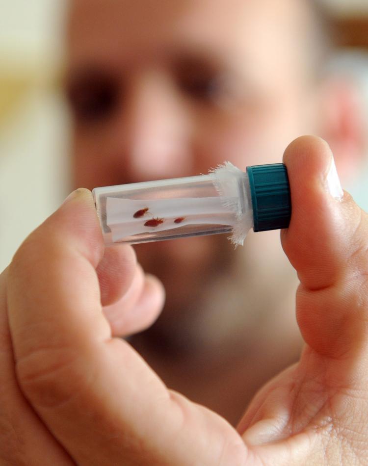 BEDBUGS: A glass vial containing live bedbugs used to train dogs for a bedbug detection business. (Stan Honda/AFP/Getty Images)