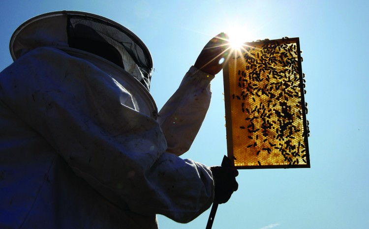 A beekeeper inspects an active beehive. Bee mortality rates in Canada and around the world have been increasing since 2006, and suspected to be caused by a range of physical and environmental factors.  (Dan Kitwood/Getty Images)