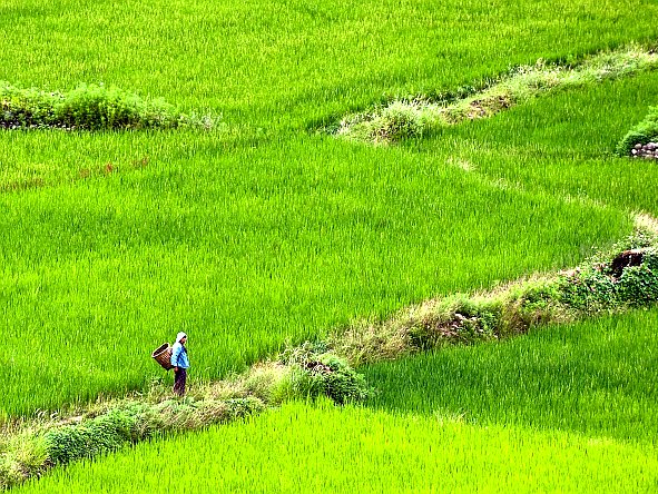 A Bhutanese woman crosses the farming fields at Paro, around 50 km from the capital city of Thimphu. Last week, Bhutan Minister of Agriculture and Forests Pema Gyamtsho, announced an ambitious plan to turn food production 100 percent organic by 2020. (Manan Vatsyayana/AFP/Getty Images) 