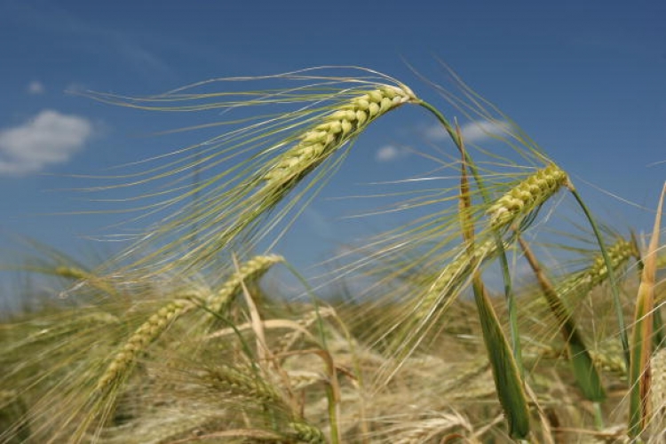 Barley stands in a farmers field on June 9, 2008 in Meseberg, Germany. World food prices have risen across the globe due to higher demand for biofuels, a leaked World Bank report says. (Sean Gallup/Getty Images)