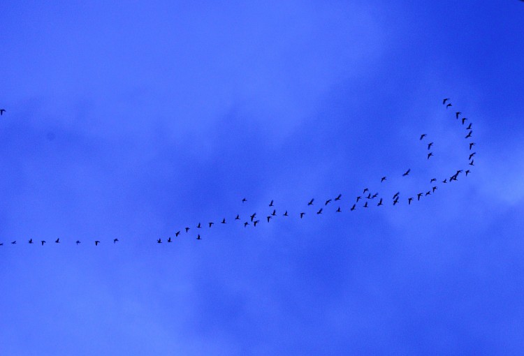 POETRY IN THE SKY: Barnacle geese after a day's feeding flying home over the Donegal sky (Angela McFadden/The Epoch Times)