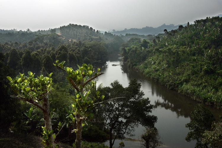 Andratamarna, Madagascar in spring of 2005. A species of bird called Alaotra Grebe, a bird  native to Madagascar, has been announced by BirdLife international as being extinct.  (Marco Longari/Getty Images)