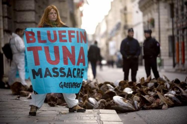 A Greenpeace activist holds a banner near tuna that the group dumped in front of French Ministry of Agriculture in Paris in November. The group called for a ban on tuna fishing and the protection of the species.  (Martin Bureau/AFP/Getty Images)