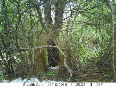 An international team of scientists has uncovered the first evidence of a non-human species cultivating plants for use other than as food. Instead, bowerbirds propagate fruits used as decorations in their sexual displays. (University of Exeter)