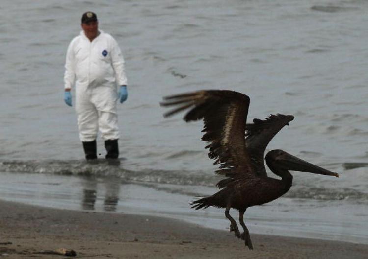 BP OIL SPILL UPDATE: A brown pelican stained with oil takes flight while a bird rescue team tries to capture it for cleaning on June 5 in Grand Isle, Louisiana. Early reports indicate that BP's latest plan to stem the flow of oil Deepwater Horizon spill appears to be working, at least in part. (Win McNamee/Getty Images)