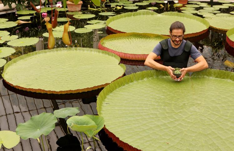Carlos Magdalena, a Senior Botanical Tropical Horticulturist at the Royal Botanical Gardens at Kew holds a 'Nymphaea Thermarum' waterlily, the smallest waterlily species in the world with pads as small as 1cm in diameter, in amongst Victoria waterlilies,  (Oli Scarff/Getty Images)