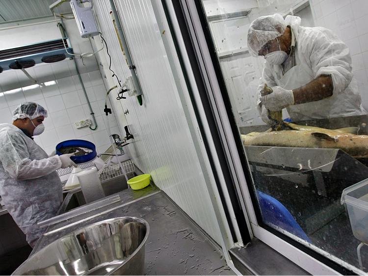A worker (R) harvests thousands of tiny eggs from a just-slaughtered sturgeon while another worker prepares caviar for packing in a sterile room at the Galilee Caviar's processing plant in Kibbutz Dan, Israel. Fish farmers at this kibbutz are reaping the  (David Silverman/Getty Images)