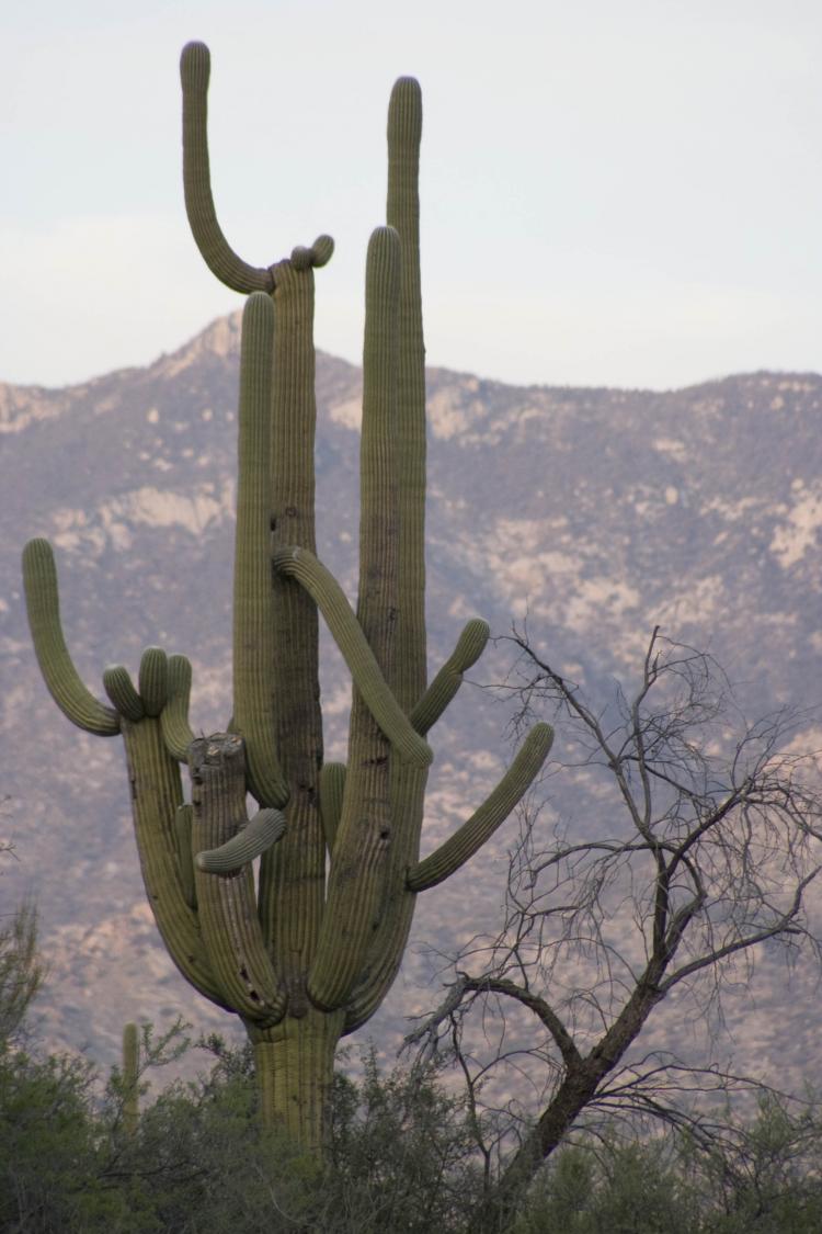 Tuscon, Arizona is one of the top 10 most affordable places to retire, according to a survey.  (Chris Kitze/The Epoch Times )