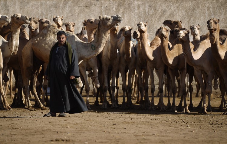Only a kind women that would give water to the camels was going to become Isaacs wife. Picture taken on January 27, 2012 in Cairo, Egypt.