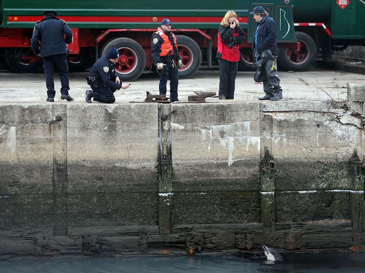 Officials stand on the side of the Gowanus Canal, while a dolphin comes up for air, in Brooklyn, New York, on Jan. 25, 2013. The dolphin is stuck in the canal but officials are hoping it can find a way out during the next high tide. (Michael Heiman/Getty Images) 