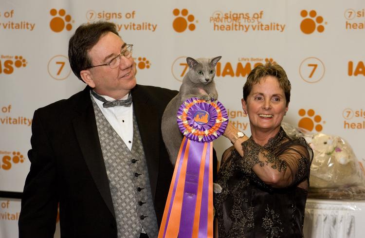 BEST OF THE BEST: (left to right) Darrell Newkirk, show judge, and Pam Dunbar, president of the CFA, hold the 2008 CFA-Iams Cat Championship Best of the Best Winner, Platina Luna Blade Runner, a male 1 1/2 year old Russian Blue. Runner is owned by Teresa Keiger and Rob Miller of Greensboro, NC.  (Chanan.com)