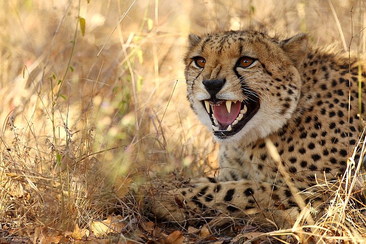 A cheetah hisses on July 20, 2010, in the Edeni Game Reserve