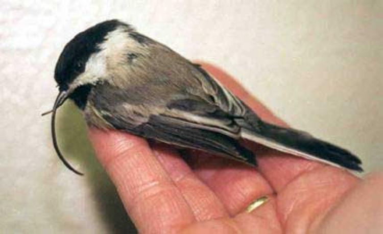 Black-capped Chickadee with beak deformity.  (USGS Photo)