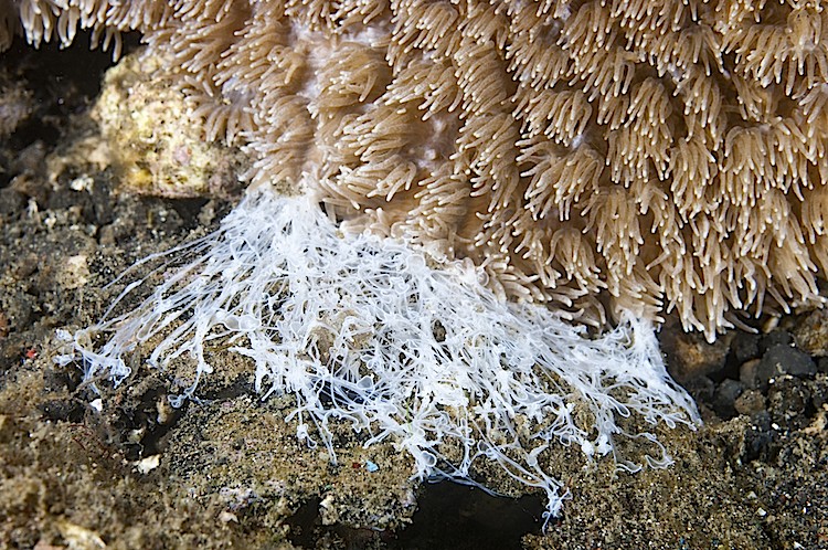 A hard coral extrudes stomach filaments to feed at Lembeh Straits in Sulawesi, Indonesia. (Matthew Oldfield) A hard coral extrudes stomach filaments to feed at Lembeh Straits in Sulawesi, Indonesia. (Matthew Oldfield)