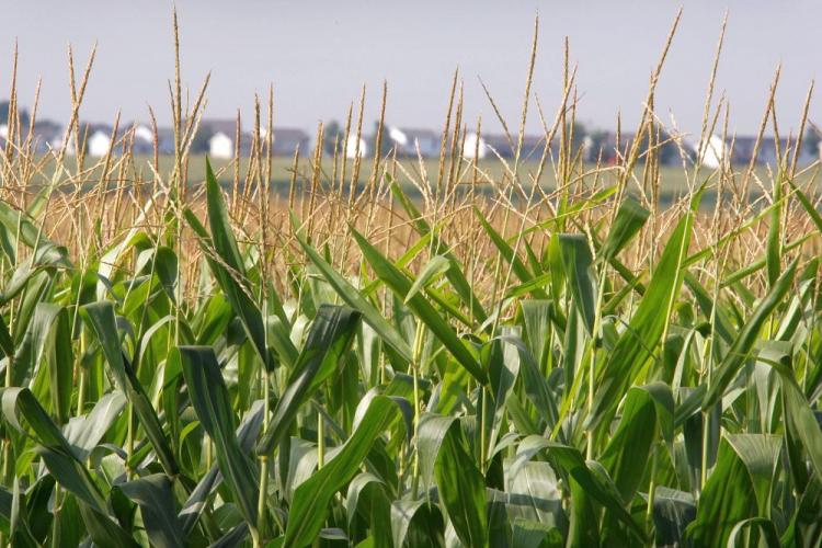 An group concerned with genetic engineering is sounding an alarm about a new strain of genetically modified corn. (Scott Olson/Getty Images)