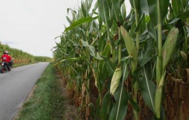 CORN FOR FUEL: A new study finds 'environmentally-friendly' bio-fuels may cause more harm than fossil fuels currently used in cars. (Ralph Orlowski/Getty Images)