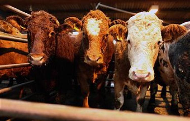 Beef cattle are sold at an auction in Ayr on October 27, 2009 in Ayr, Scotland. ( Jeff J Mitchell/Getty Images)