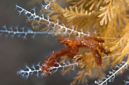 An orangutan crab at Seraya in Bali, Indonesia. (Matthew Oldfield) 