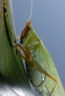 Acoustic engineers may look to this insect's ears for inspiration. (Fernando Montealegre-Z & Daniel Robert) 