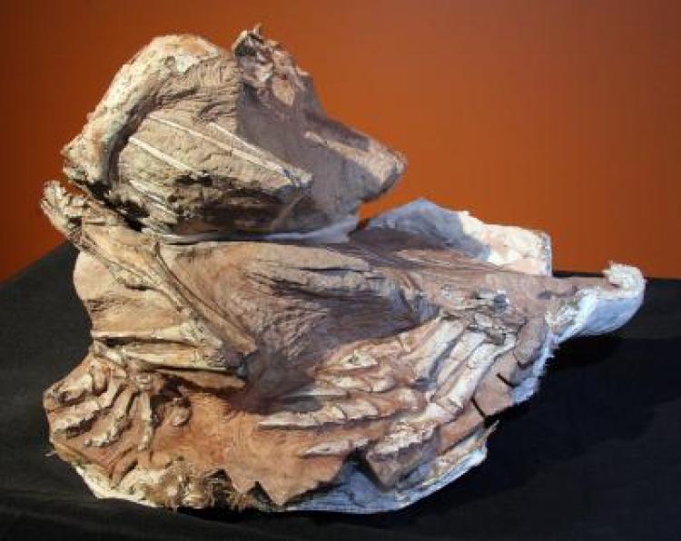 This Seitaad ruessi fossil was discovered buried in the Navajo Sandstone in Utah. (Utah Museum of Natural History/University of Utah)