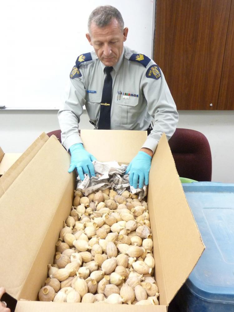 ADDICTIVE: Poppy pods seized by Surrey RCMP last November. Doda is made from crushing the opium poppy pod into a fine powder and then mixing it with a liquid, usually tea. (Surrey RCMP)