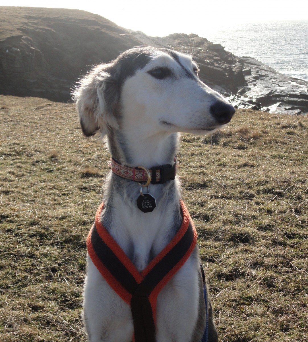 Salukis appear genetically different because they were geographically isolated and were not part of the 19th century Victorian-initiated Kennel Clubs that blended lineages to create most of the breeds we keep as pets today. Saluki-like animals appear on ancient Egyptian tombs but the modern-day breed is not the same. (Keith Dobney)