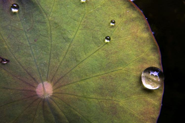 Given the right focal point, water droplets can cause leaf burn. (The Epoch Times)