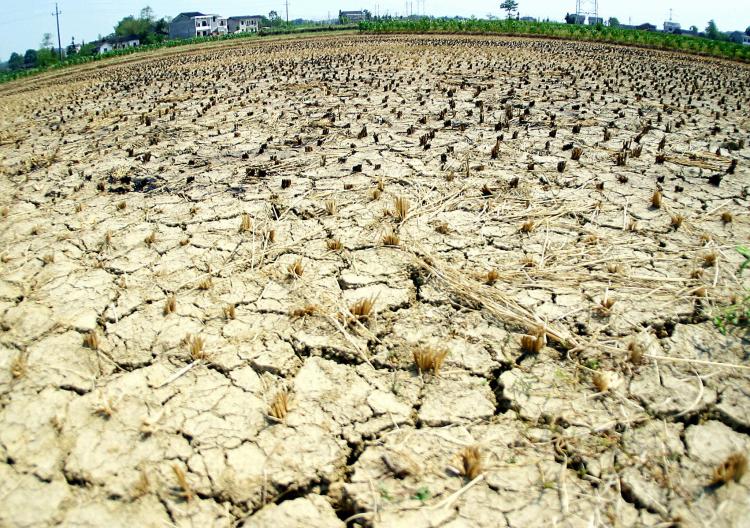 A dried up field at a farm in the outskirts of Changsha, central China's Hunan province 04 August 2003, as a devastating drought grip large parts of China. (STR/AFP/Getty Images)