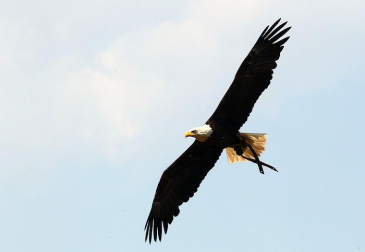 A bald eagle is seen prior to the start of the game between the St. Louis Cardinals and the Chicago Cubs on May 30, at Wrigley Field in Chicago, Illinois. In the 48 contiguous states, recently, Vermont was the last state to see the eagles after being endangered for 40 years. (Jim McIsaac/Getty Images)