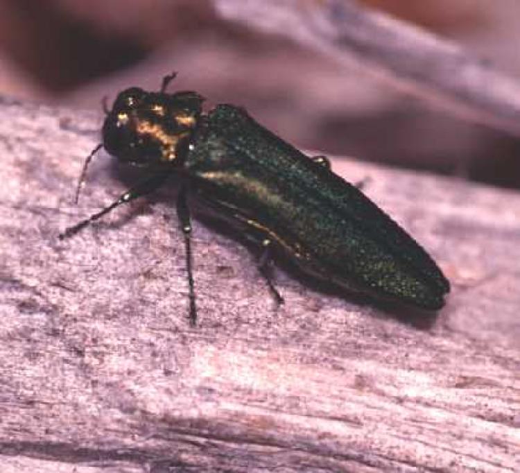 Adult male Emerald Ash Borer (Michigan Department of Agriculture)